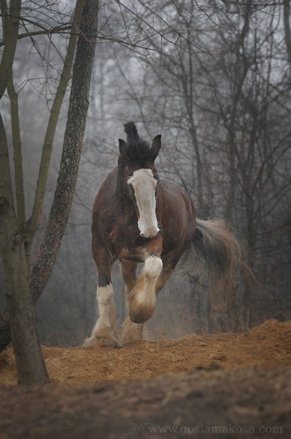 drtanner:  cuddlyxmedics:  Look at how beautiful it is. So much power.  I love heavy horses so much. ;__;  Draft horses are my favorite horses ;w;