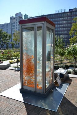 laughingsquid:  Goldfish Phone Booth Aquariums Installed in Japan