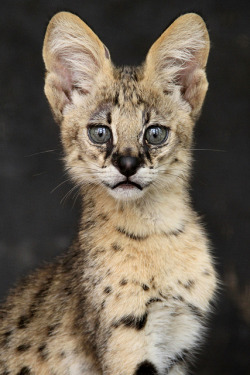 eye-of-the-cat:  Serval (Guy Colborne)   babyyyyy  