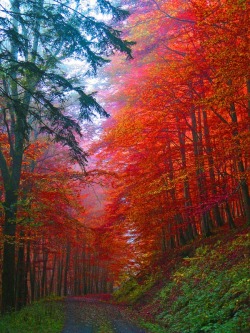 bluepueblo:  Autumn Forest, Saxony, Germany photo via destiny