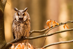 animals-animals-animals:  Long-eared Owl (by Robert Adamec) 