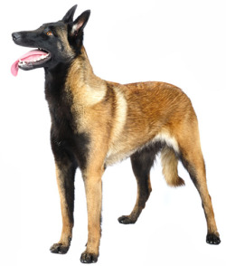splashstorm:  Belgian Malinois.  These guys are quite awesome.