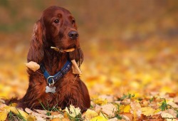 My other choice to accompany me hunting would be the Irish Setter.