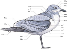 vondell-swain:  jillianandcompany:  vondell-swain:  bird diagram