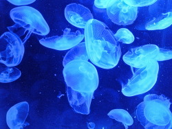 amiemarshdesigns:  Moon Jellyfish! Lovely day out.