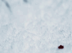 consultingtimekhaleesi:   Blood bounces quite strikingly on snow
