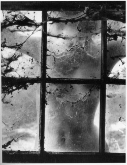 thequietfront:  Wynn Bullock - Nude Behind Cobwebbed Window (1955)
