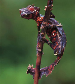 utukku-ekimmu:  heavy-metal-vegan:  Satanic Leaf-Tailed Gecko,