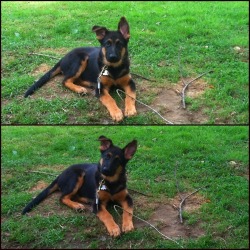 fuckyeahgermanshepherds:  This is my boy Samson at 4 months old.