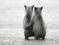 black-and-white:  Bears by Nikolai Zinoviev | via: MyModernMet