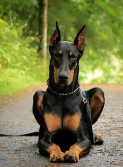 amburrr811:  I want a Doberman so bad  When I’m old and