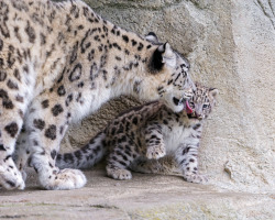 theanimalblog:  Djamila licking Mohan (by Tambako the Jaguar)