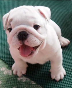 picnicinparadise:  Bulldog puppy.  That is all.    Puppy: will