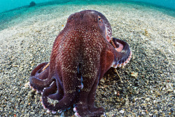 thelovelyseas:  Ganesh, the coconut octopus by Luko Gecko on
