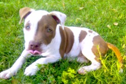 texashottytoddy:  Dixie when she was a baby! :)  I would call