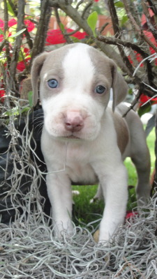 silviapao:  I <3 PITBULLS  I would call it Bluey, ‘cause