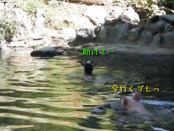 rairaiken424:  子ヤギが溺れた！それを助けたヒーローはなんと「通りすがりのブタ」（動画） : 【2ch】コピペ情報局