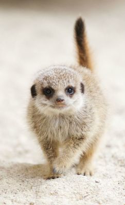 theanimalblog:  Baby Meerkats