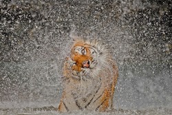 petapeta:  Incredible Animal Photos in 2012 National Geographic Photography Contest - My Modern Metropolis