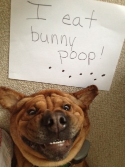 tastefullyoffensive:  [dogshaming]