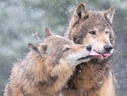 harvestheart:  Wolf Kisses