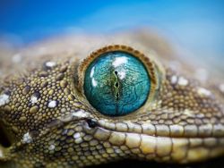 thep-aradise:  (via Green-Eyed Gecko Photo, Animal Wallpaper