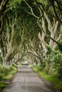 indecentem:  the dark hedges, northern ireland by laughlinc