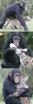 differentspeciescuddling:  A chimpanzee adopts an orphaned puma