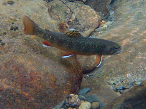 Gin clear water makes this a tough fish to catch. Â What a beauty.