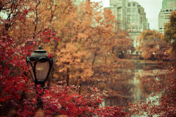 thecolorsofmymind:   What I love about Fall …  leaves changing