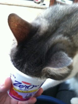 empressriful:  ollivandur:  apPARENTLY MY CAT LIKES YOGURT  THIS