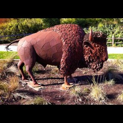 Iron buffalo at Peggy Notebart  Museum. #art #statue #outside