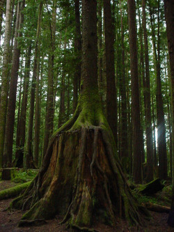 opticoverload:  Trees Are Amazing. A New Tree Grows On Top of