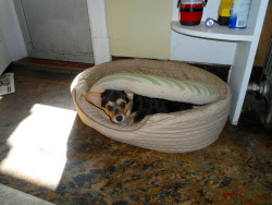 corgiaddict:  Luna tries to figure out how to use her new bed