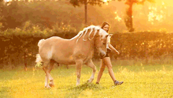 Hafie Power!! I ride a haflinger thats a lot fuzzier than this