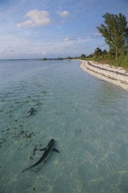 100leaguesunderthesea:  Blacktip reef sharks in shallow water