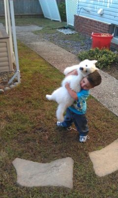 menandtheirdogs:  laughterkey: picklesandwine:  Boys and Samoyeds,