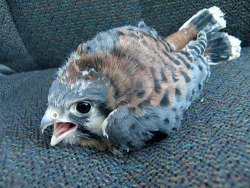 meowgon:  nique:  Baby kestrels are pretty much a head with wings.