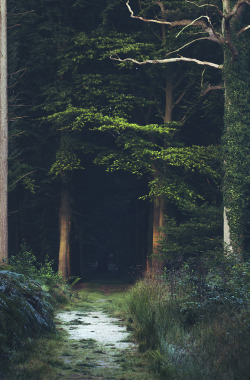 calms:  persception:  vintage/vertical blog  nature/vintage blog