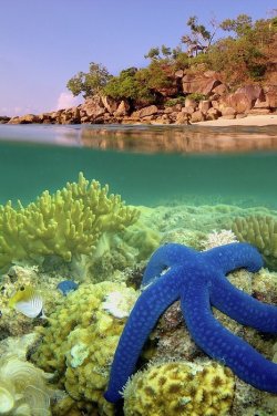 positive-nature:  Blue Starfish, Lizard Island, Great Barrier