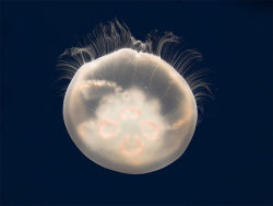 rhamphotheca:  The Moon Jelly (Aurelia aurita) is a widely studied