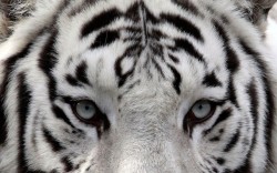 theanimalblog:  Khan, a 2-year-old male Bengali white tiger,