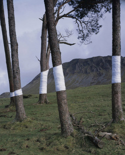 showslow:  Zander Olsen, Tree,Line. This is an ongoing series