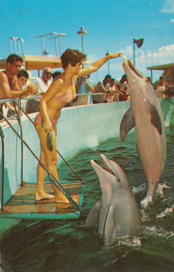 cardboardamerica:  Seaquarium - Miami, Florida Performing Porpoises