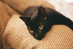 quietlikesnoww:  This is Meeko 