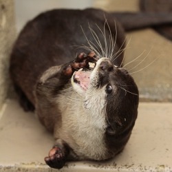 dailyotter:  Otter Could Be in a Popcorn Commercial Via Beginners’