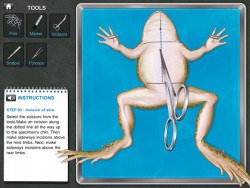 wired:  fastcompany:  Frogs will certainly jump for joy at this