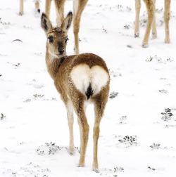 itscarororo:  THIS DEER HAS A CUTE HEART-BUTT  