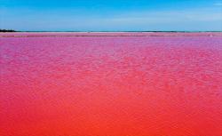 landscaped:  A Bright Red Lake in Camargue, France ”This incredible