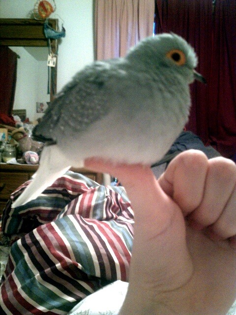 boypart:  thumbs up for bird  Aaaaaaa I fucking love diamond doves <3